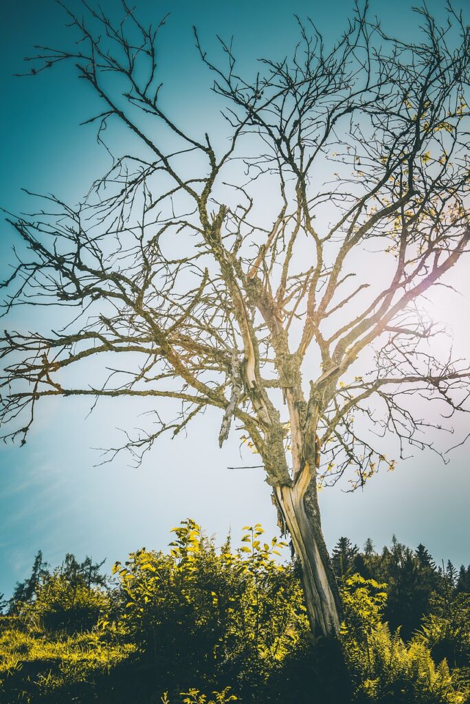 tree, branches, bald-7315637.jpg